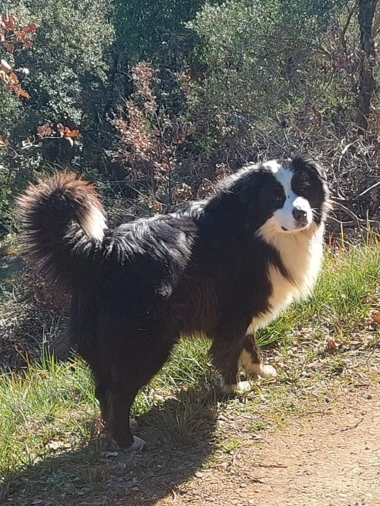 Pepito of Cree's River