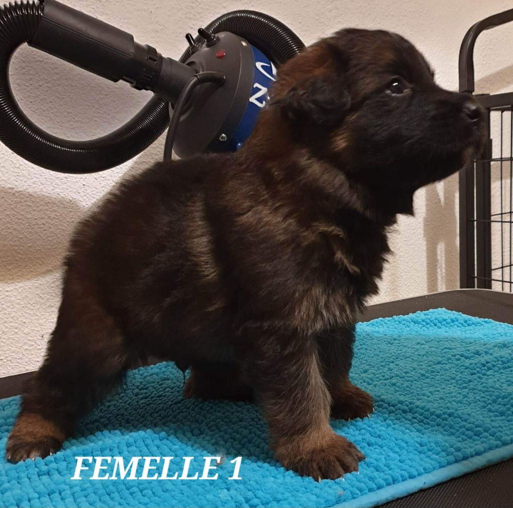 Des Collines De Vaumagnaude - Chiots disponibles - Berger Allemand Poil Long