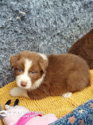 CHIOT 6