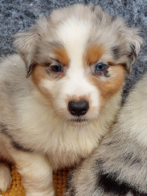 CHIOT 3
