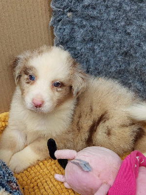 CHIOT 9