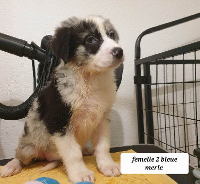 CHIOT