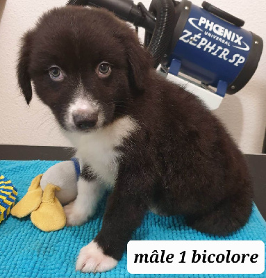 CHIOT