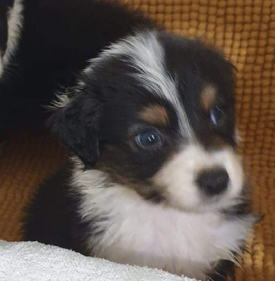 CHIOT 4
