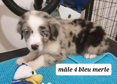 CHIOT