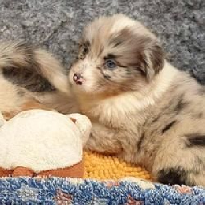 CHIOT 7