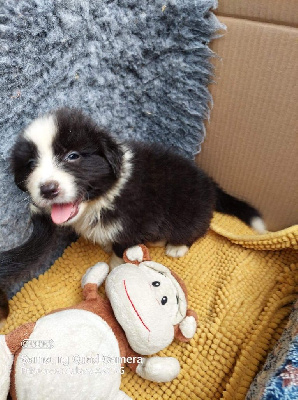 CHIOT 11