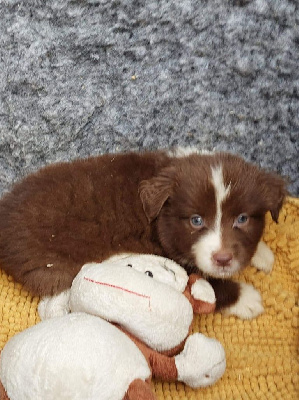 CHIOT 10