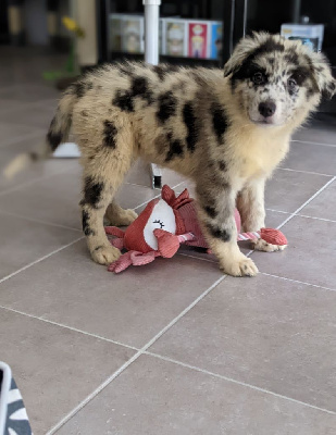 CHIOT 8