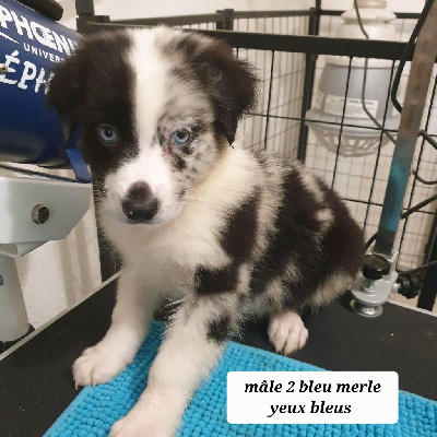 CHIOT