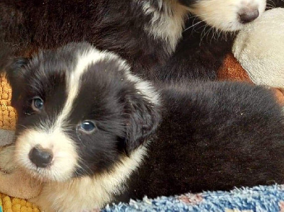CHIOT 2
